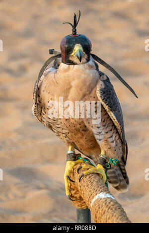 Falcon mit einer Haube aus Leder. Falknerei in der Wüste in der Nähe von Dubai, Vereinigte Arabische Emirate Stockfoto