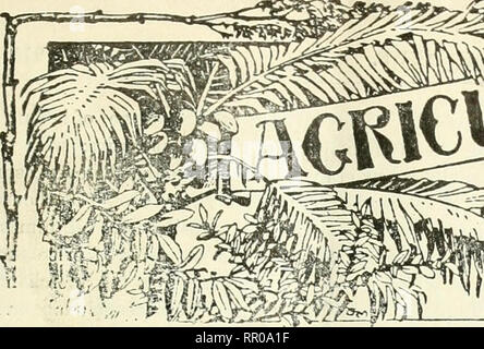 . Landwirtschaftliche Nachrichten. Landwirtschaft - West Indies; Pflanzenkrankheiten - West Indies. . Bitte beachten Sie, dass diese Bilder sind von der gescannten Seite Bilder, die digital für die Lesbarkeit verbessert haben mögen - Färbung und Aussehen dieser Abbildungen können nicht perfekt dem Original ähneln. extrahiert. Großbritannien. Imperial Abt. der Landwirtschaft für die Westindischen Inseln. Bridgetown, Barbados, Bowen &Amp; Söhne; Stockfoto
