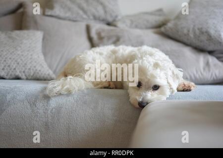 Weißer Hund liegt auf einem grauen Sofa Stockfoto