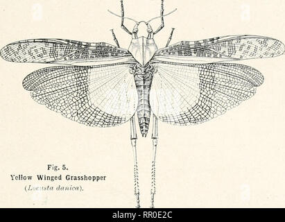 . Die landwirtschaftliche Zeitung von New South Wales. Landwirtschaft Landwirtschaft - - Australien New South Wales. Mai 2, 1908.] Landwirtschaftliche Zeitung von K.A. W. 417 durch die helle gelbe Farbe der I' Verwendung von tlie Hinterflügel und einem breiten zentralen Band von dunkelbraun zu unterscheiden. Gelegentlich ist es schädlich in den Weinbergen und Gärten in New South Wales und Victoria. Abb. 5. Gelbe Winged Grasshopper {Locvfta danicn). Ursachen von Erhöhen?. nd verringern. Trockene Bedingungen offenbar begünstigen die Entwicklung von Heuschrecken, und mit einer Reihe von trockenen Jahreszeiten die grassbop, ic. s in der Lage sind, zu erhöhen. i-apidly U Stockfoto