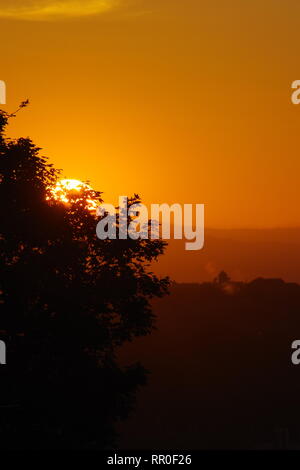 Baum Silhouette gegen einen orangefarbenen Himmel bei Sonnenuntergang. St. Andrews, Schottland, Großbritannien. Stockfoto