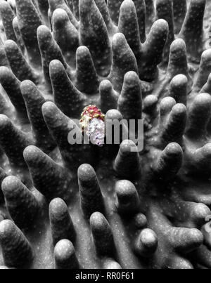 Schwarze und weiße Koralle Arme mit roten Muschel in full frame Bild mit kontrastierenden Formen Texturen und Farben. Stockfoto
