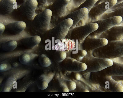 Nahaufnahme Detail der verkrusteten alten Muschel versteckt in die Arme von Hartkorallen. Texturen und Formen füllen. Genommen unter Wasser in Palau. Stockfoto