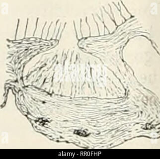 . Landwirtschaftliche Nachrichten. Landwirtschaft - West Indies; Pflanzenkrankheiten - West Indies. Abb., 3.5. Erio - phyes Gossypii. Der erwachsene Milbe betritt den leaf Bud der jungen Baumwolle - Pflanze, und wenn diese zu entwickeln, und die Blätter sind entfaltet, die charakteristischen Galle (Abb. 36) gesehen werden. Diese Galle sind durch die Reizung durch die Fütterung der Milben auf der ventralen Oberfläche der Blätter verursacht. Diese Entzündung induziert auch ein Wachstum der feinen Haare innerhalb der Galle, unter denen die Milben leben. Wenn die Milben sind ausgereift, Sie verlassen die Galle und schweifen umher auf der Suche nach Blattknospen, in dem establi Stockfoto