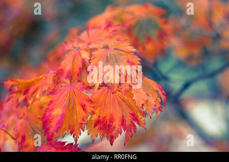 Beautiful season changes closeup - Planten un Blomen, Hamburg Stockfoto