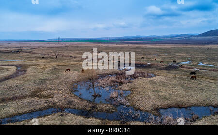 Luftbild des weidende Pferde auf einer Wiese. Wunderschöne Landschaft Landschaft mit Pferden von oben. Malerische bulgarische Landschaft Stockfoto