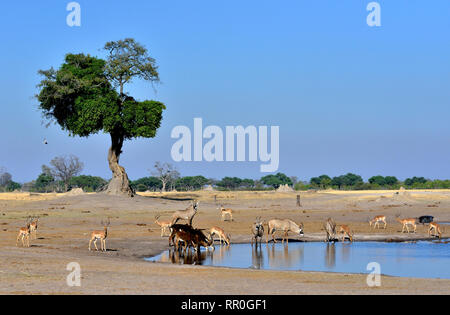 Zoologie, Säugetiere (Mammalia), rappenantilope (Hippotragus Niger), pferdeantilopen (Hippotragus Equinus) und Impalas (Aepycer, Additional-Rights - Clearance-Info - Not-Available Stockfoto