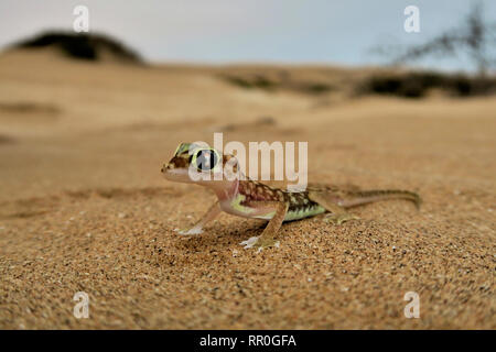 Zoologie, Reptilien (Reptilia), Namib sand Gecko, Web-footed Gecko oder Namib sand Gecko (Pachydactylus lief, Additional-Rights - Clearance-Info - Not-Available Stockfoto