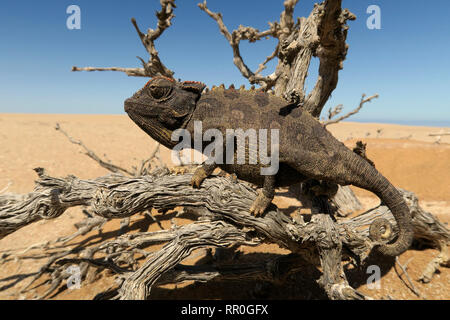 Zoologie, Reptilien (Reptilia), Namaqua Chamäleon oder Namaqua Chamäleon (Chamaeleo namaquensis), Namib Des, Additional-Rights - Clearance-Info - Not-Available Stockfoto