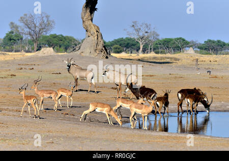 Zoologie, Säugetiere (Mammalia), rappenantilope (Hippotragus Niger), pferdeantilopen (Hippotragus Equinus) und Impalas (Aepycer, Additional-Rights - Clearance-Info - Not-Available Stockfoto