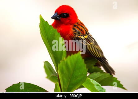 Zoologie/Tiere, Vögel (Aves), Rot Fody (Foudia madagascariensis), männlich im bräutlichen Gefieder, Vallee d, Additional-Rights - Clearance-Info - Not-Available Stockfoto