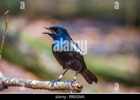 Zoologie/Tiere, Vögel (Aves), Seychellen Magpie Robin (Copsychus sechellarum), Cousin Island, Seych, Additional-Rights - Clearance-Info - Not-Available Stockfoto