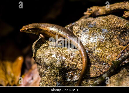 Eidechse, Seychellen/Skink, Stufe, Tierkunde, Additional-Rights - Clearance-Info - Not-Available Stockfoto
