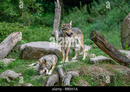 Zoologie/Tiere, Säugetiere (Mammalia), Wolf (Canis lupus Lupus), parc animalier de Sainte-Croi, Additional-Rights - Clearance-Info - Not-Available Stockfoto