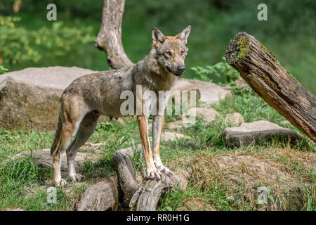 Zoologie/Tiere, Säugetiere (Mammalia), Wolf (Canis lupus Lupus), parc animalier de Sainte-Croi, Additional-Rights - Clearance-Info - Not-Available