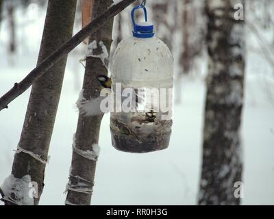 Meise Feeds in eine Zuführung eines transparenten Kunststoff Flasche gemacht. Winter. Foto Vögel. Stockfoto