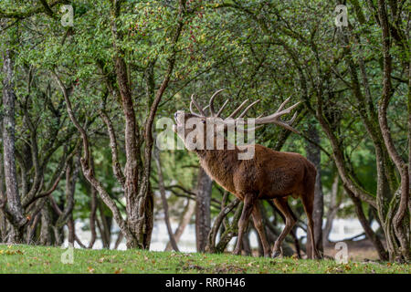 Zoologie/Tiere, Säugetiere (Mammalia), belling Rotwild Rotwild (Cervus elaphus), brünstige Tiere, Parc Ani, Additional-Rights - Clearance-Info - Not-Available Stockfoto