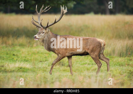 Zoologie, Säugetiere (Mammalia), Rotwild (Cervus elaphus), Additional-Rights - Clearance-Info - Not-Available Stockfoto