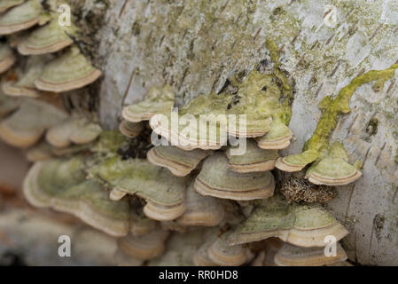 Gruppe von polypore Pilze auf gefallene Birke Stockfoto