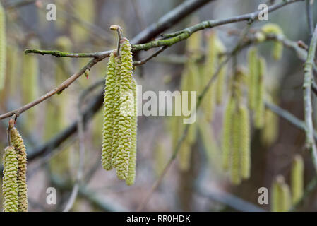 Hazel palmkätzchen auf Zweig an einem sonnigen Tag im Frühjahr Stockfoto