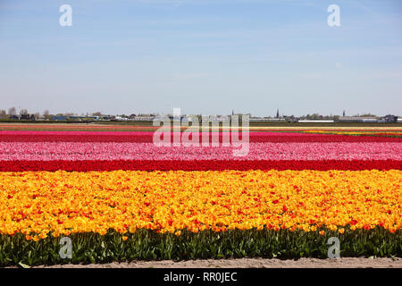 Endlose gestreift bunt Feld gelbe, rote und rosa schöne Tulpen. Frühling im Keukenhof flower garden Stockfoto