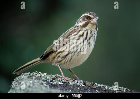 Streifige seedeater, Crithagra striolatus, Mgahinga Gorilla Nationalpark, Uganda Stockfoto