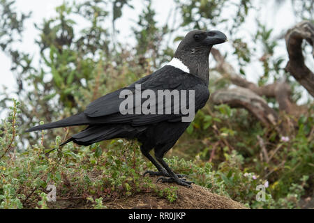 Weiß-necked Raven, Corvus albicollis, Mgahinga Gorilla Nationalpark, Uganda Stockfoto