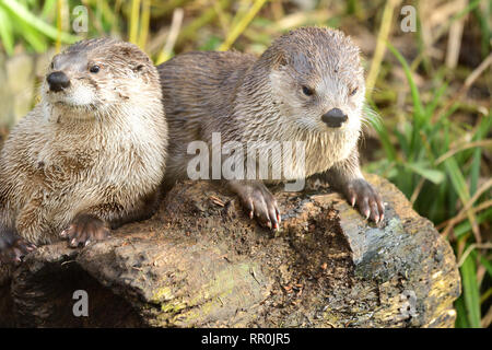 Zwei Asiatische kleine Krallen Otter (aonyx cinerea) Entspannung auf einer gemeinsam anmelden Stockfoto