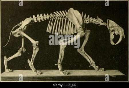 . Das Zeitalter der Säugetiere in Europa, Asien und Nordamerika. Säugetiere, Fossil, Paläontologie. 474 DAS ZEITALTER DER SÄUGETIERE Phasianinae gehören zu einer Gruppe bisher unbekannt in Amerika. Die vorliegende Auswahl der Sub-Familie von Pfauen wird nun in der orientalischen Region des südlichen Asien beschränkt, sondern fossilen Formen sind aus dem Miozän, pliozäne und pleistozäne Europas aufgenommen, und aus dem Siwalik Betten von Indien. Der auftreten- dieser Art {Pavo Californicus) in Amerika ist daher con zu sein. Abb. 206. - Skelett des großen Südamerikanischen Säbelzahntiger 'Tiger' Smilodon Pampean neogceus des Pleistozän. Stockfoto