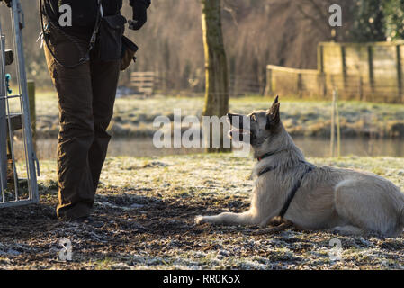 Blond nach niederländischen Wire-haired Hirten warten auf Trainer auf gefrorenem Gras winter Stockfoto