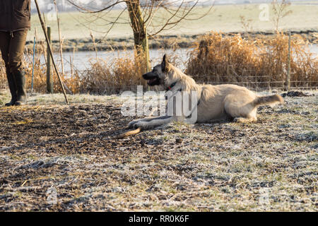 Blond nach niederländischen Wire-haired Hirten warten auf Trainer auf gefrorenem Gras winter Stockfoto