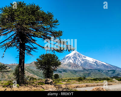 Ein Blick auf den Vulkan hinter dem araucaria Baum Stockfoto