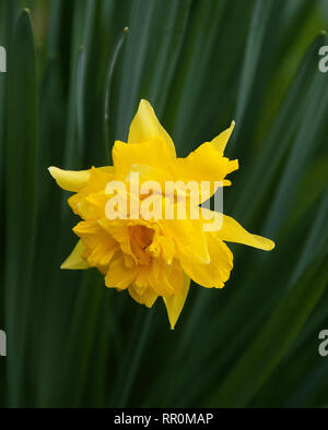 Telamonius Plenus' Van Sion' Stockfoto