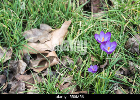 Lila Frühling Krokusse zeigt das Ende des Winters unter den Herbst getrocknete Blätter Stockfoto