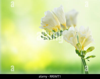 Freeseia frische Blumen Stockfoto