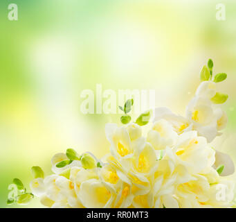 Freeseia frische Blumen Stockfoto