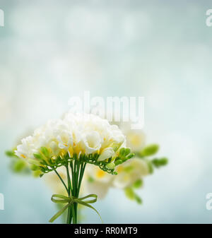 Freeseia frische Blumen Stockfoto