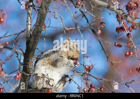 Sciurus carolinensis, Common Name östlichen grauen Eichhörnchen oder graue Eichhörnchen füttern mit Japanische blühende Crabapple im Winter Stockfoto