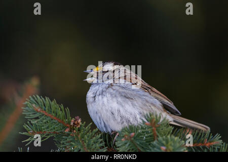 White-throated Sparrow im Winter Stockfoto