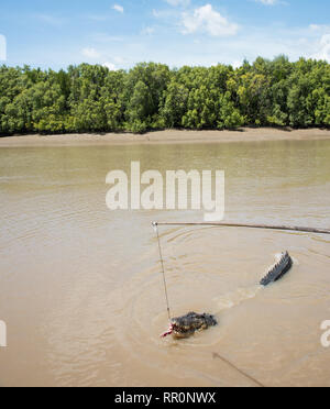 Australische Salzwasser Krokodil greifen rohes Fleisch von Fischen in der Adelaide River im Mittelpunkt, Northern Territory, Australien Stockfoto