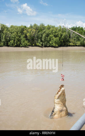 Australische Salzwasser Krokodil springen für Raw Büffelfleisch in den Adelaide River im Mittelpunkt, Northern Territory, Australien Stockfoto