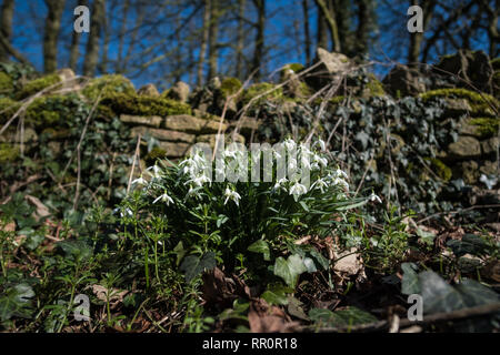 Schneeglöckchen in der englischen Landschaft Stockfoto