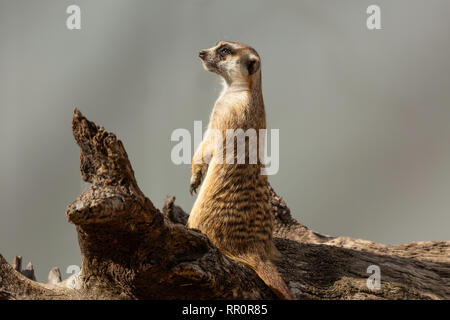 Erdmännchen um als Erdmännchen sucht tun Stockfoto