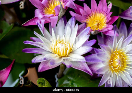 Diese wunderschöne Lotus Blume ist durch die satten Farben des tiefblauen Wasser Oberfläche ergänzt. Gesättigte Farben Stockfoto
