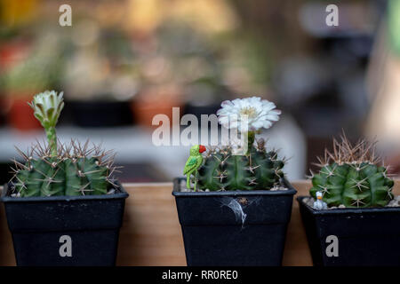 Selektiver Fokus close-up top-view-Schuß auf Golden barrel Cactus Stockfoto
