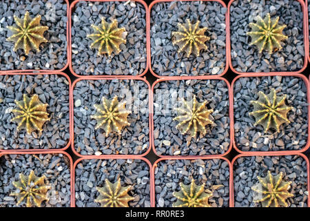 Selektiver Fokus close-up top-view-Schuß auf Golden barrel Cactus Stockfoto