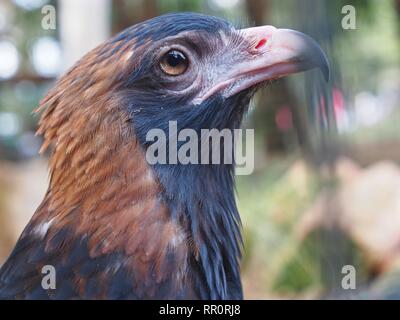 Majestätisch gediegenen Closeup Portrait einer Black-Breasted Bussard mit einer umwerfenden Regal Profil. Stockfoto