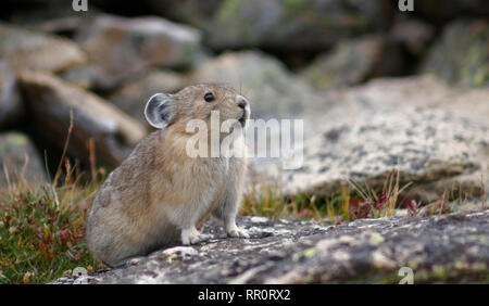 Die kleine süße Pika findet seine Heimat weit über die Baumgrenze im Rocky Mountain National Park, Colorado Stockfoto