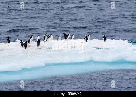 Adelie Pinguine stehen auf eisbergs, Paulet Island in der Antarktis vom 11. Januar 2019 Stockfoto