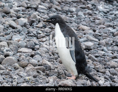 Adelie Pinguine, Paulet Island in der Antarktis vom 11. Januar 2019 Stockfoto